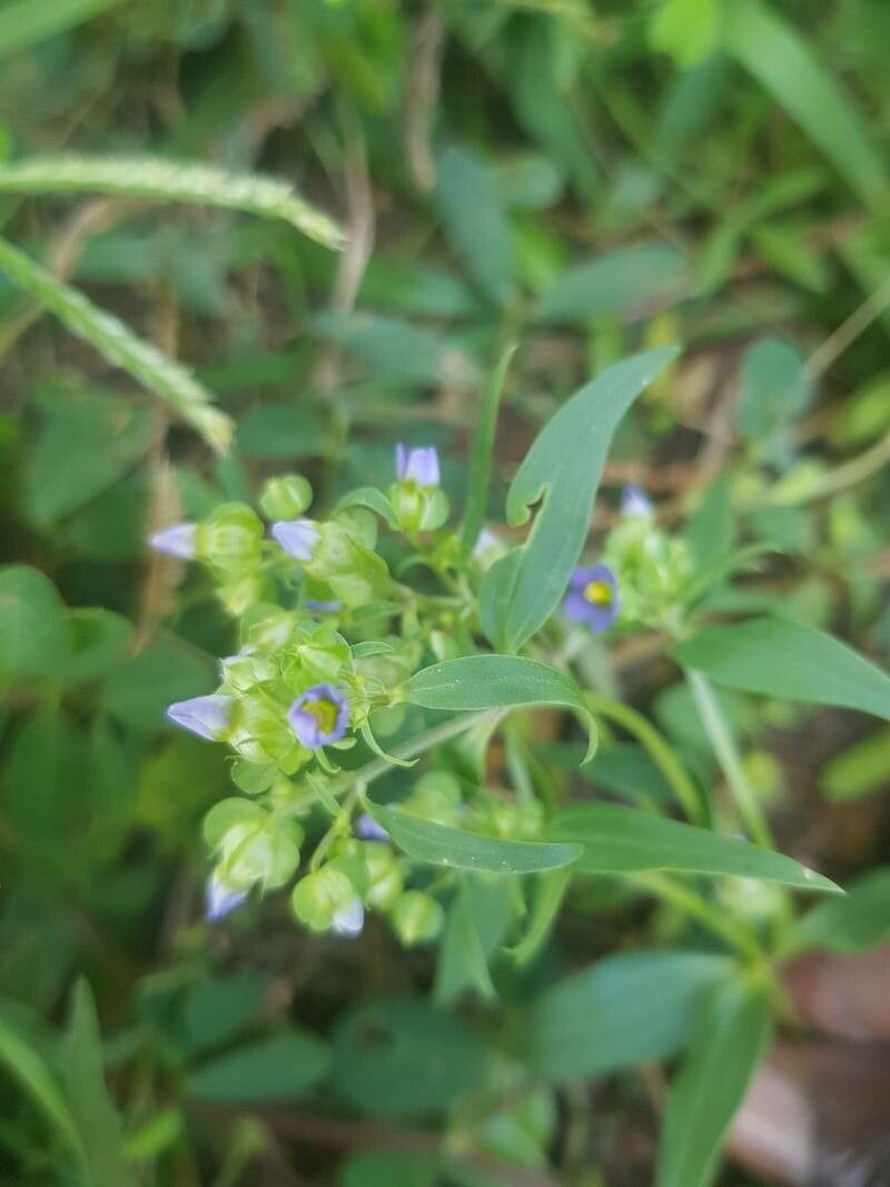 Exacum oldenlandioides leaf