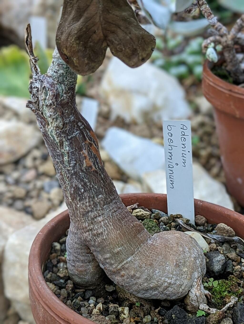 Adenium boehmianum bark