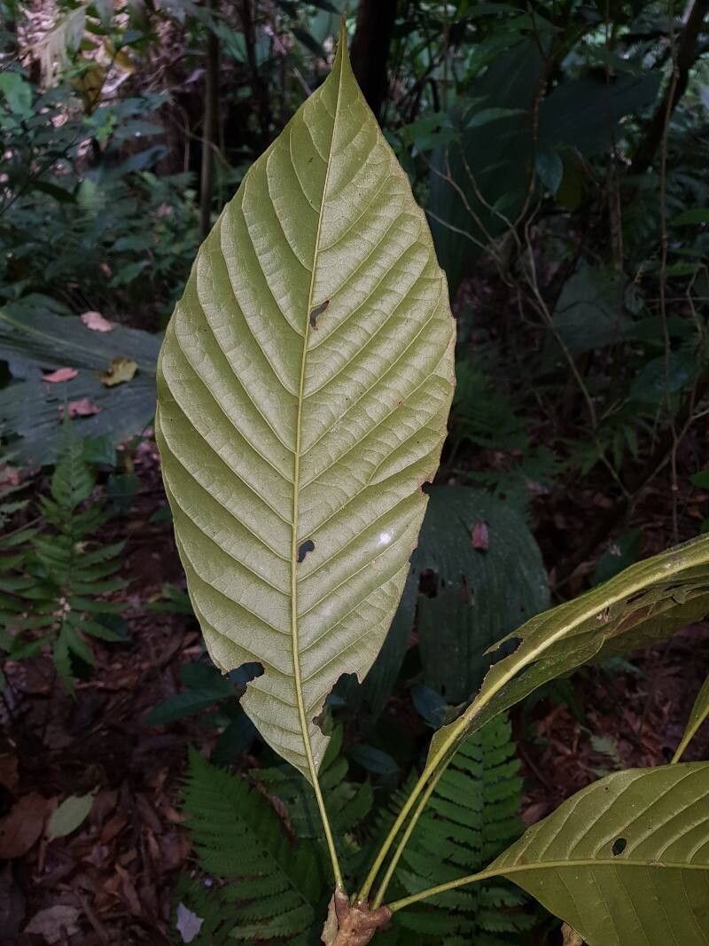 Meliosma allenii — related species from the same genus