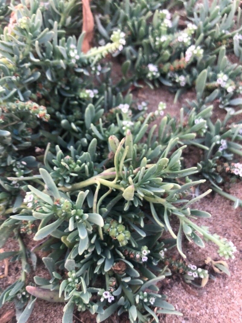 Heliotropium curassavicum leaf