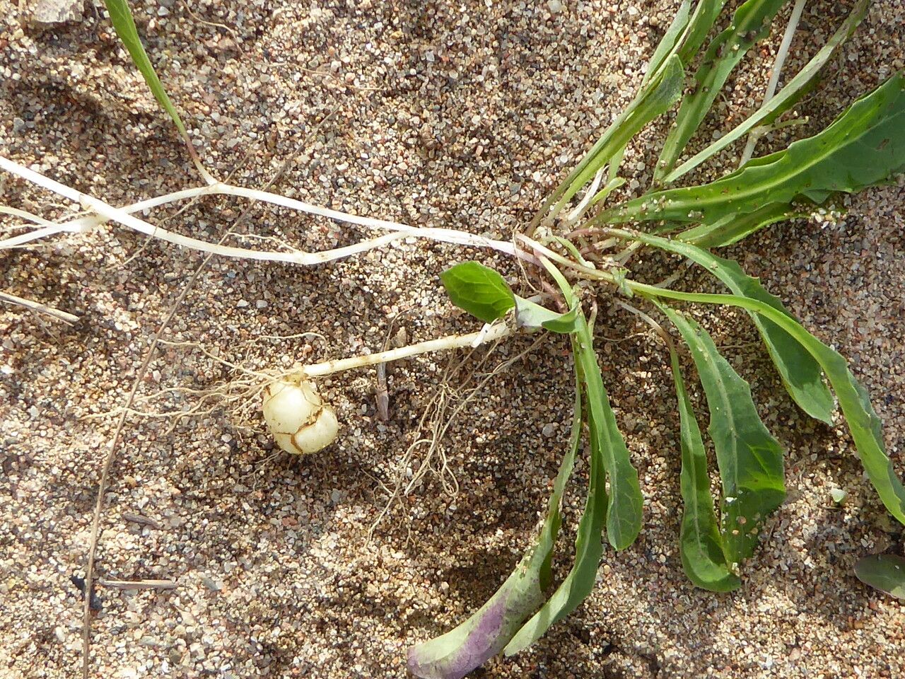 Sonchus bulbosus — search result for 'Sonchus'