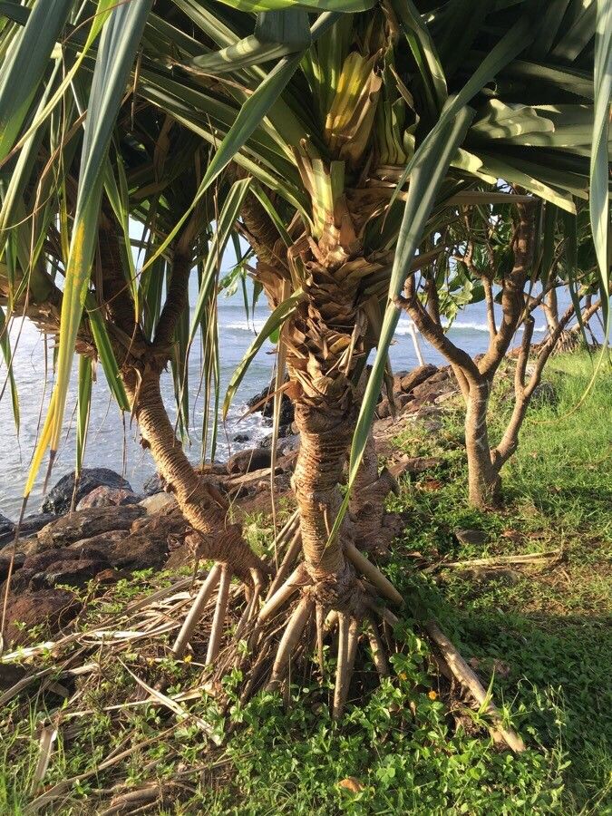 Pandanus tectorius bark
