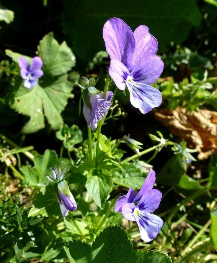 Viola orphanidis flower