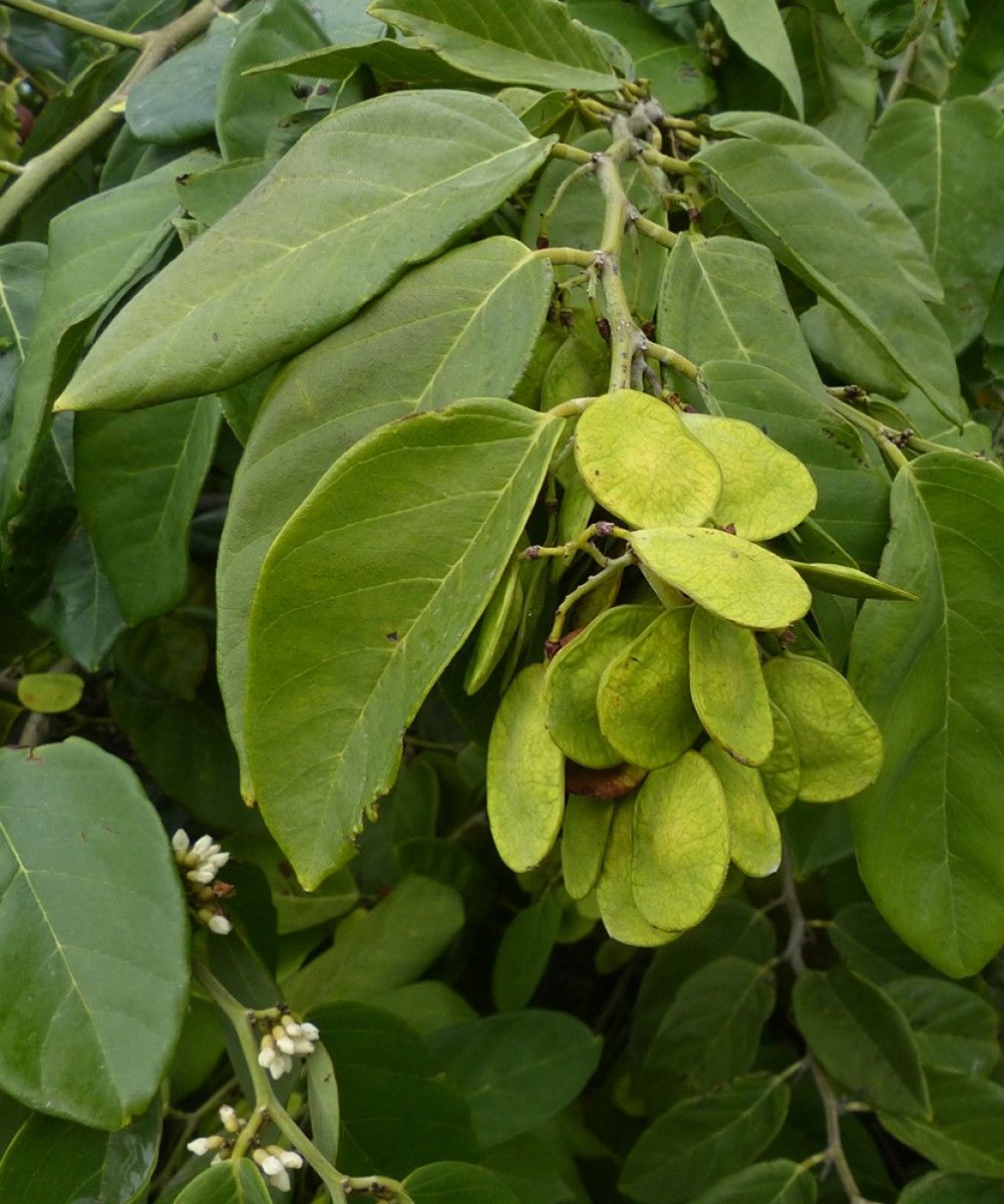 Dalbergia ecastaphyllum leaf