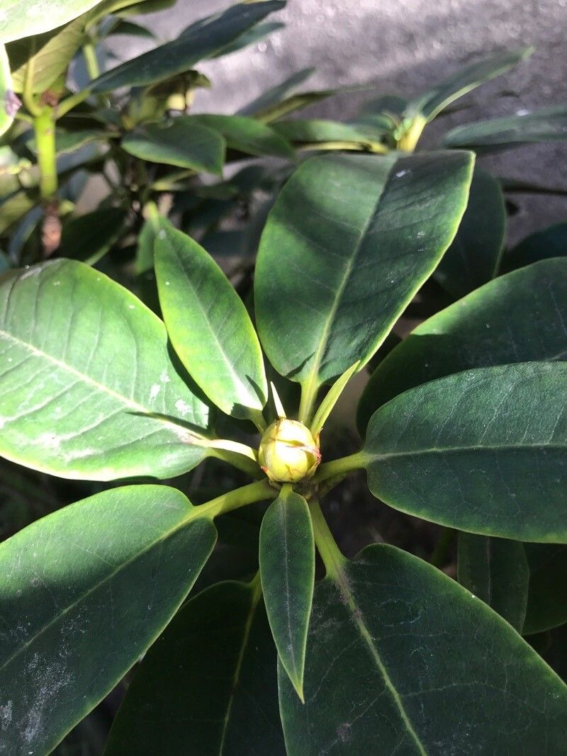 Rhododendron irroratum — houseplant care guide