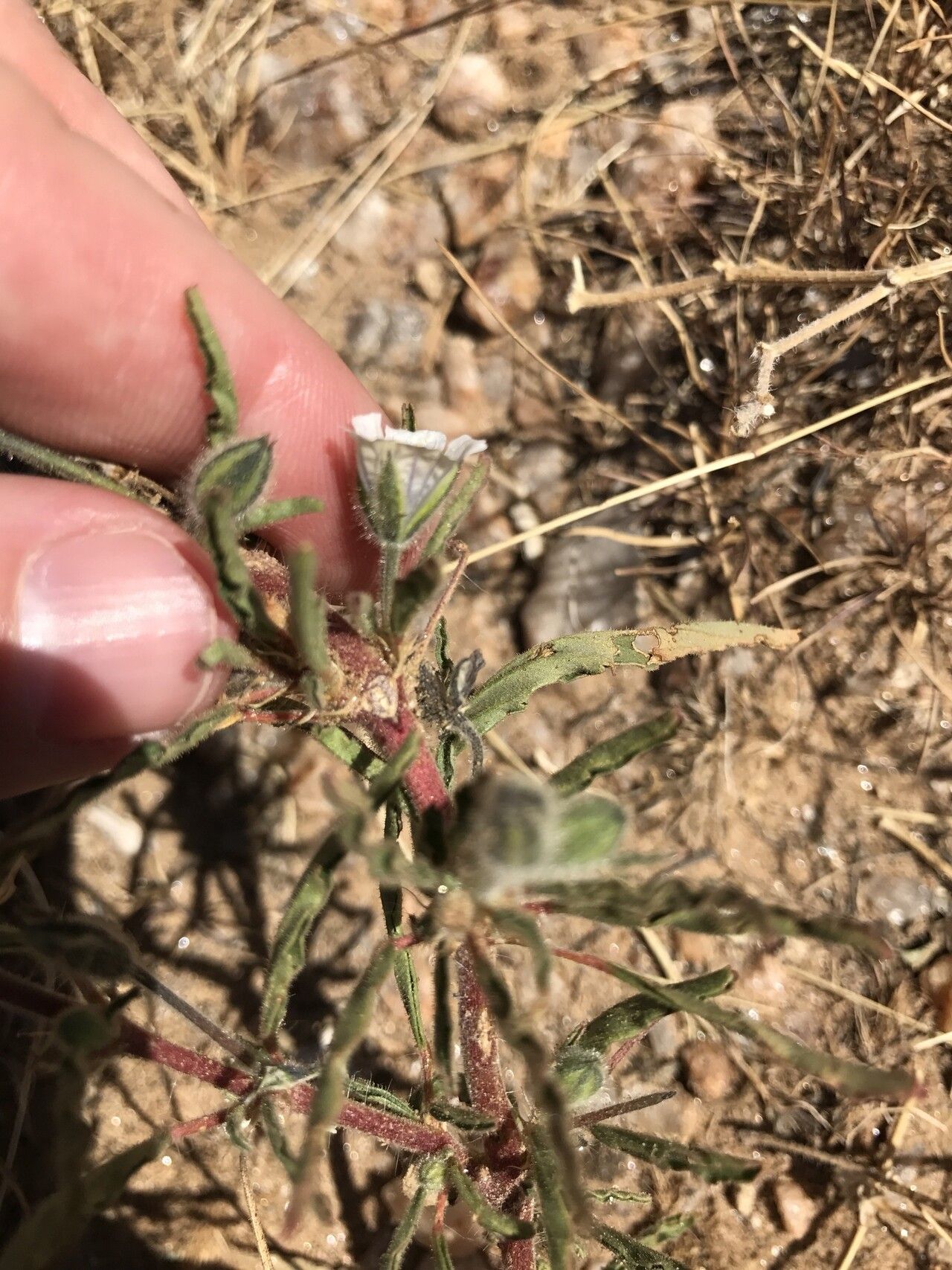 Monsonia biflora — related species from the same genus