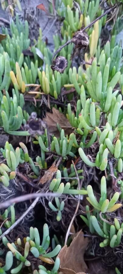 Malephora crocea fruit