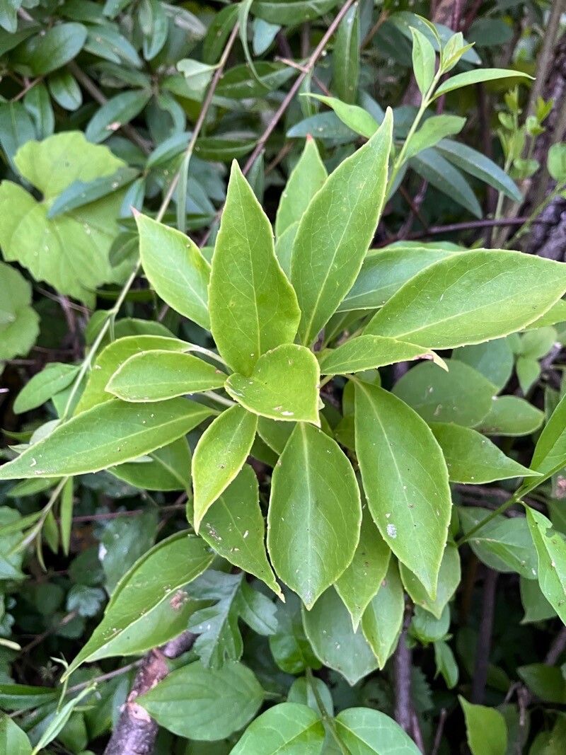 Schisandra henryi — related species from the same genus