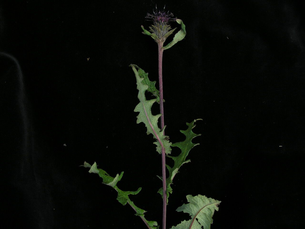 Saussurea roylei habit