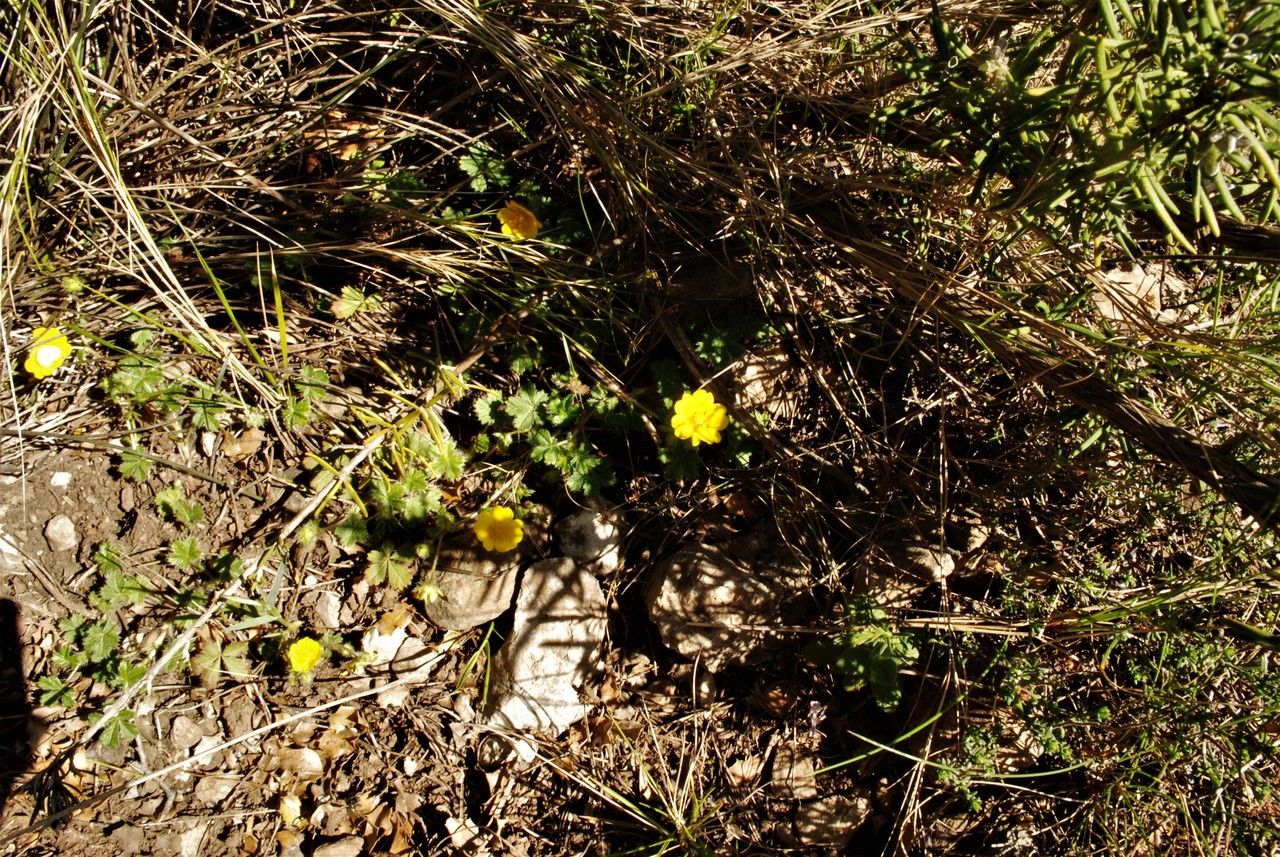 Potentilla canadensis habit