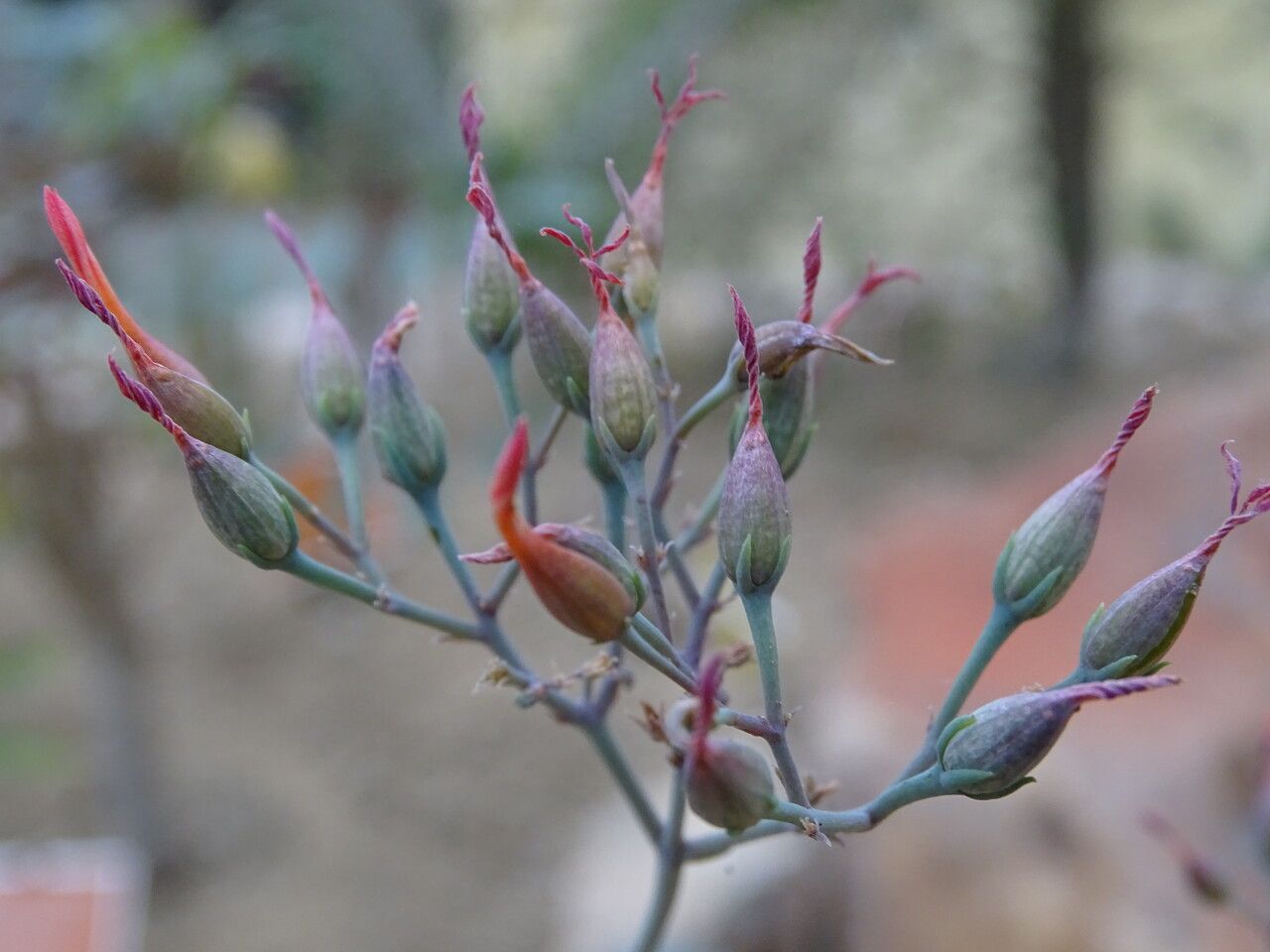 Kalanchoe integrifolia flower