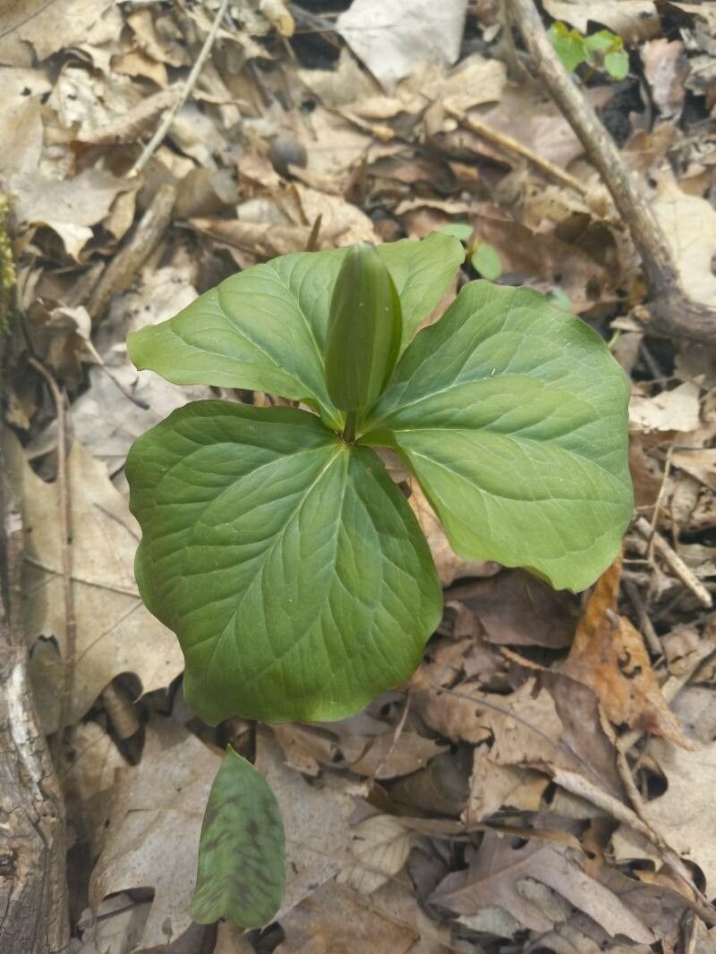 Trillium grandiflorum