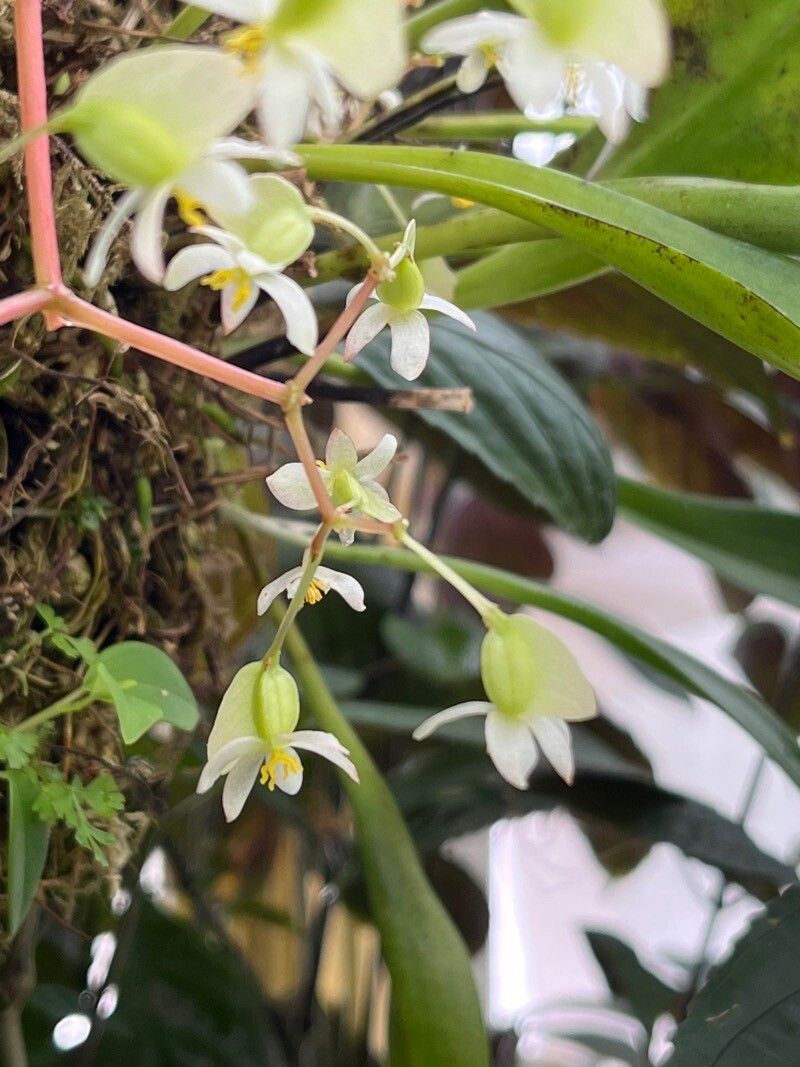 Begonia glabra flower