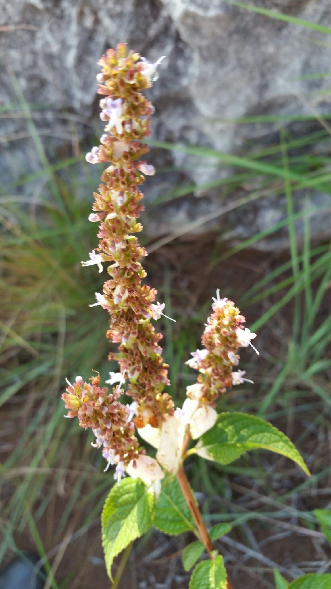 Platostoma madagascariense flower