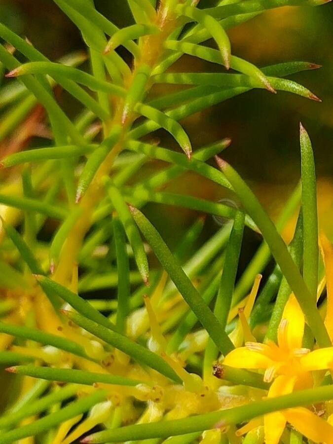 Persoonia isophylla — related species from the same genus