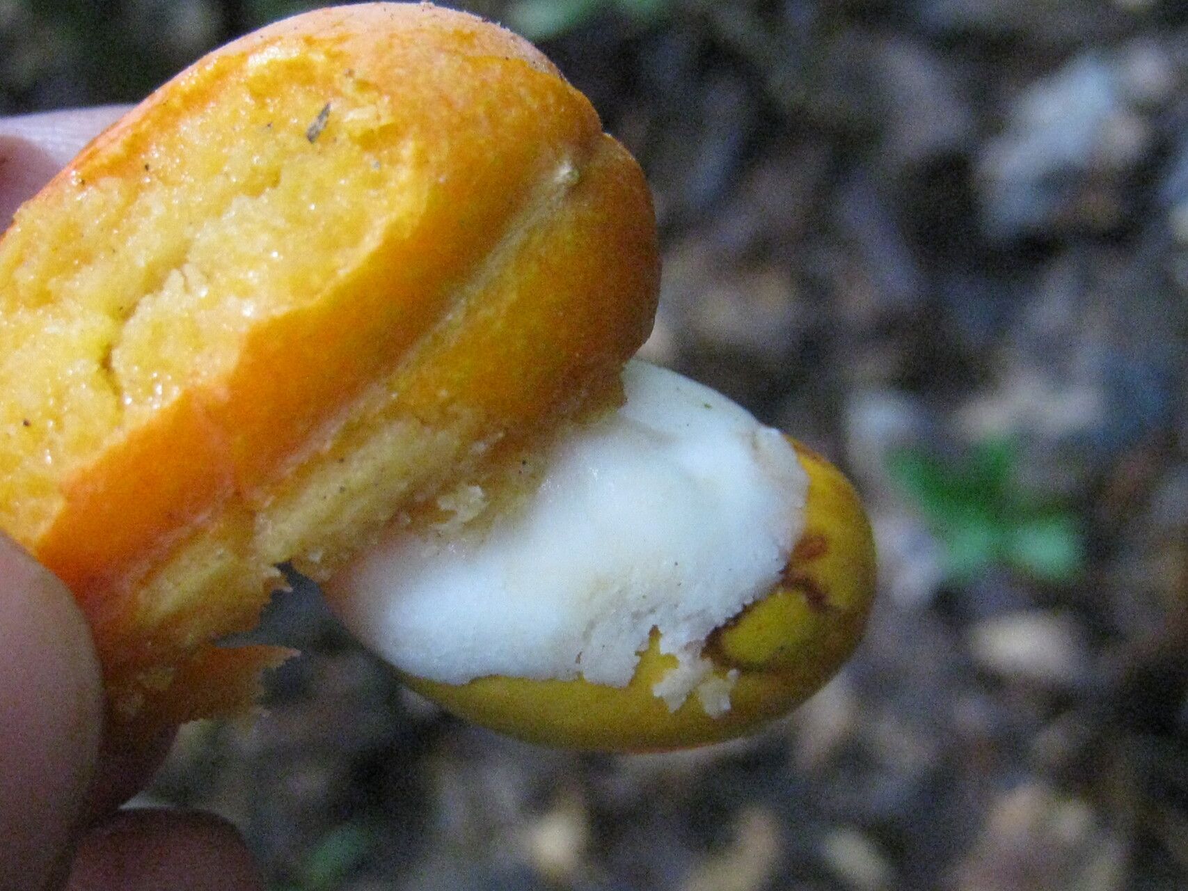 Swartzia guianensis fruit