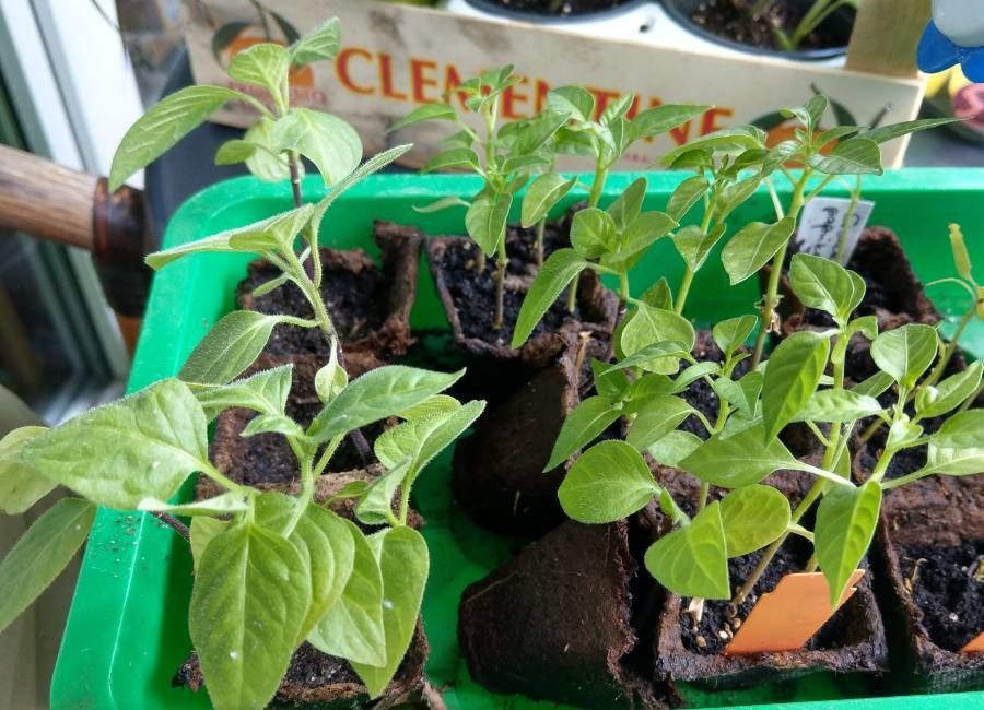Capsicum pubescens leaf