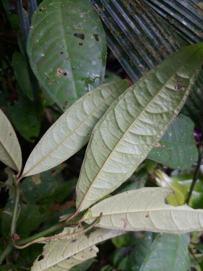 Palicourea apoda — houseplant care guide