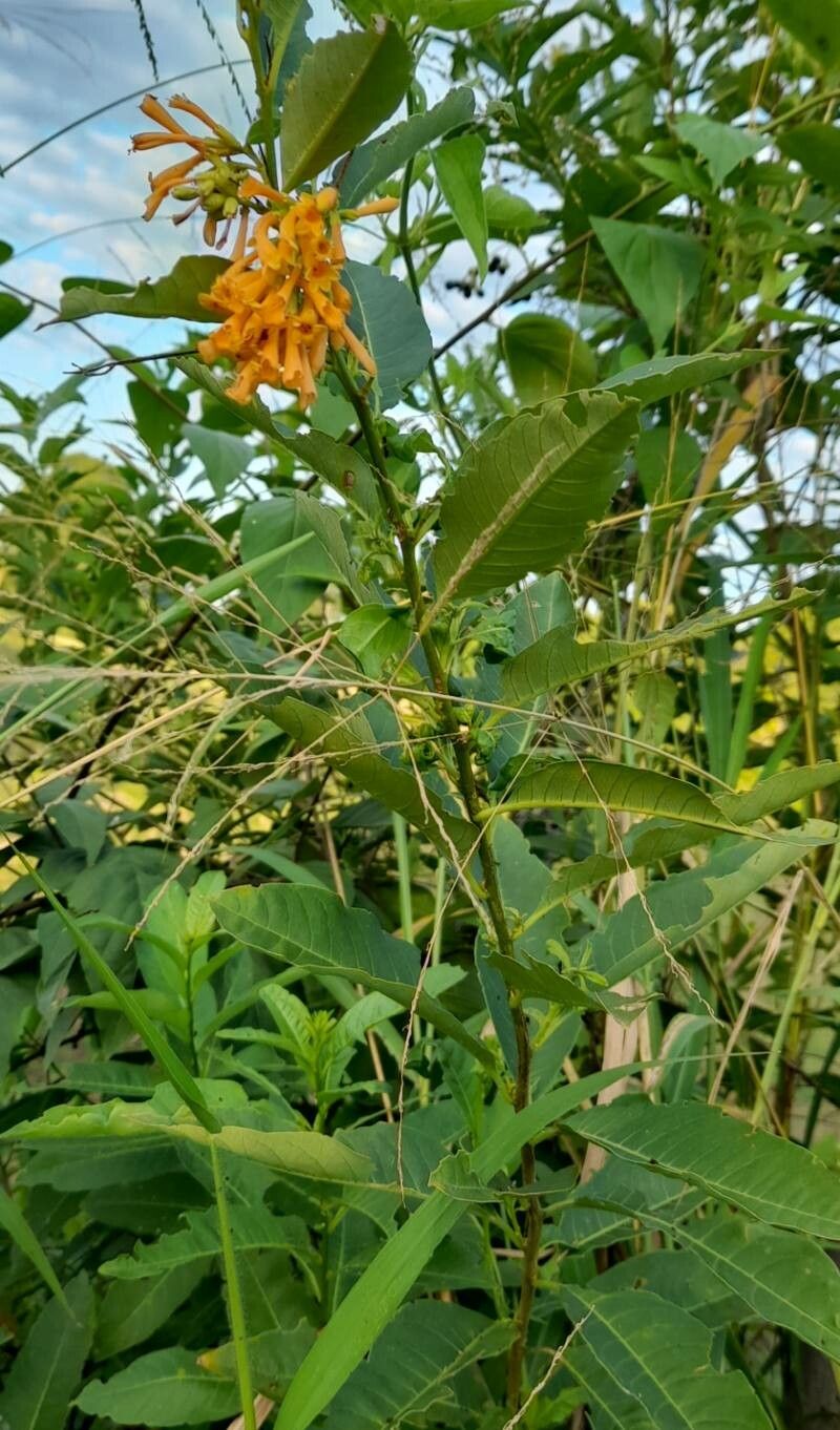 Cestrum lorentzianum habit
