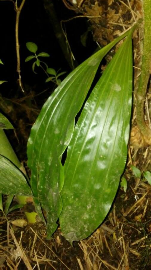 Gongora quinquenervis — search result for 'Guyana'