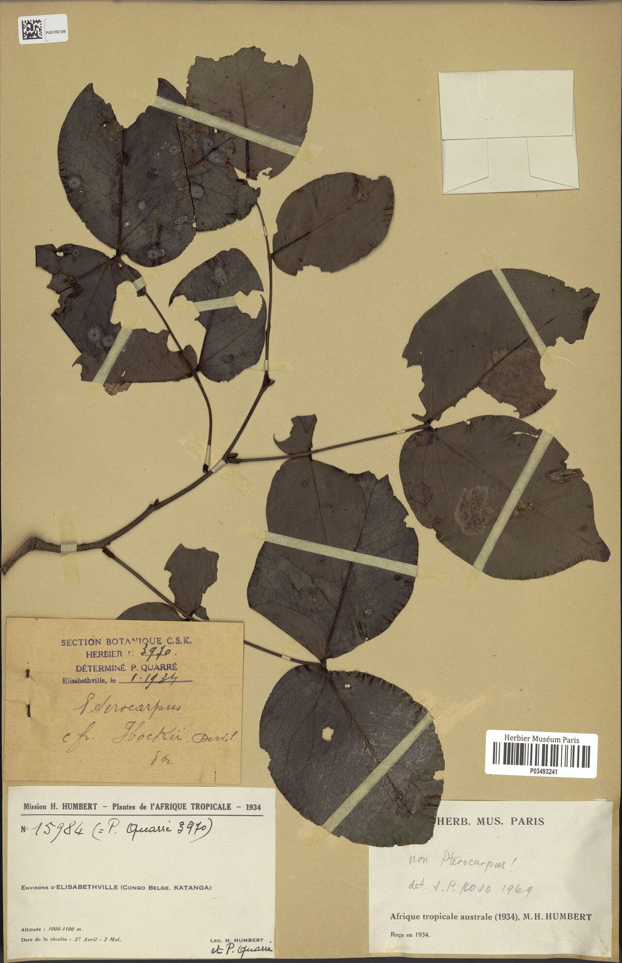 Pterocarpus hockii — search result for 'Pterocarpus'