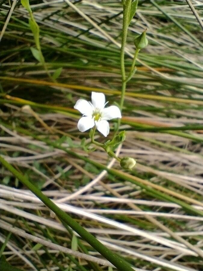 Samolus repens habit