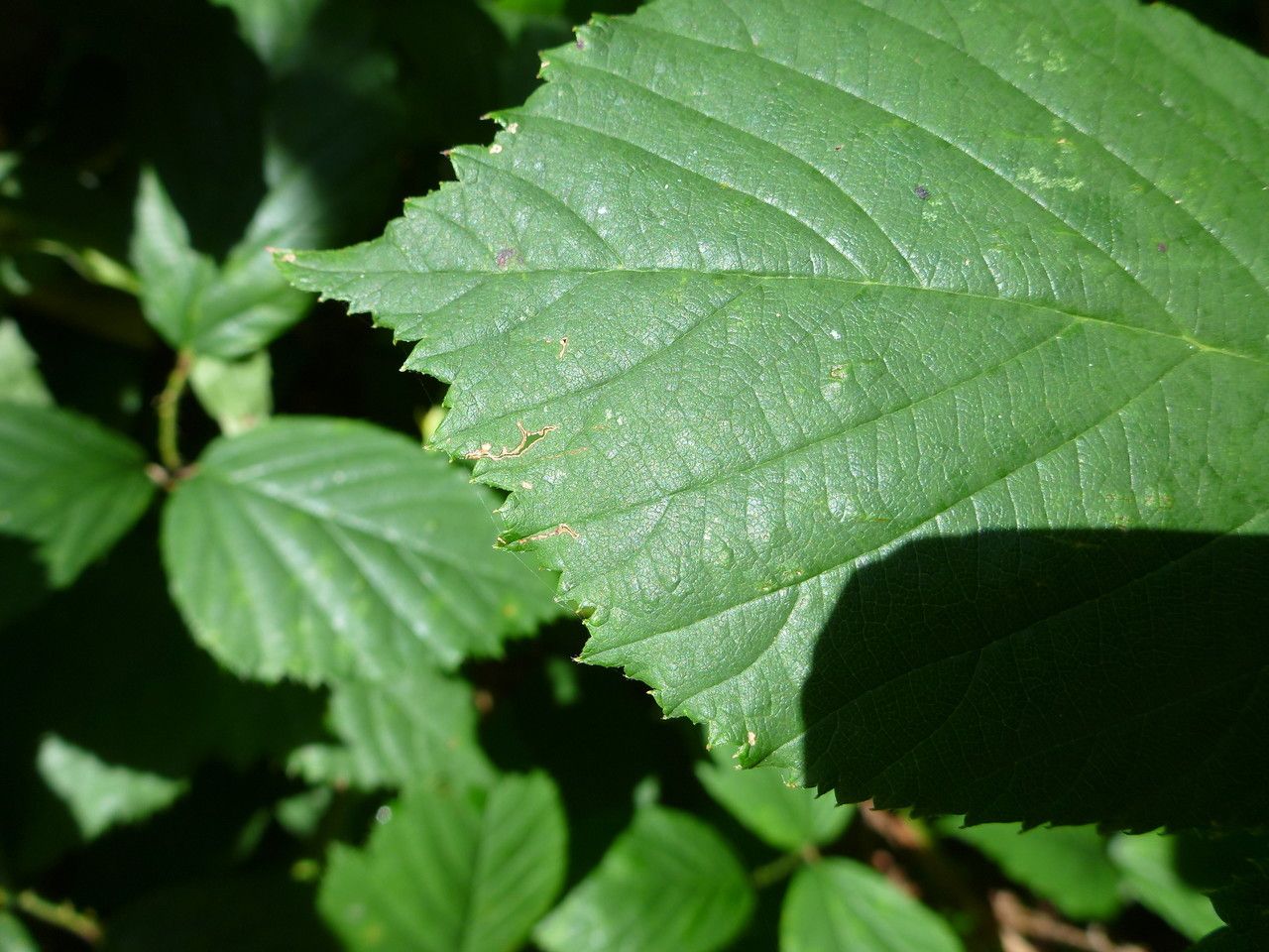 Rubus pseudoinfestus — houseplant care guide