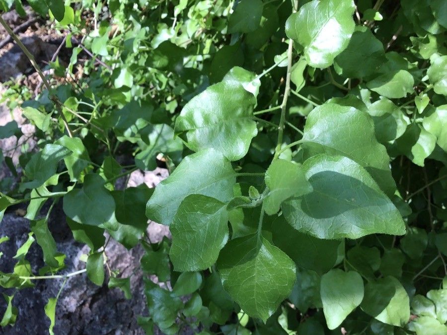 Withania frutescens — related species from the same genus