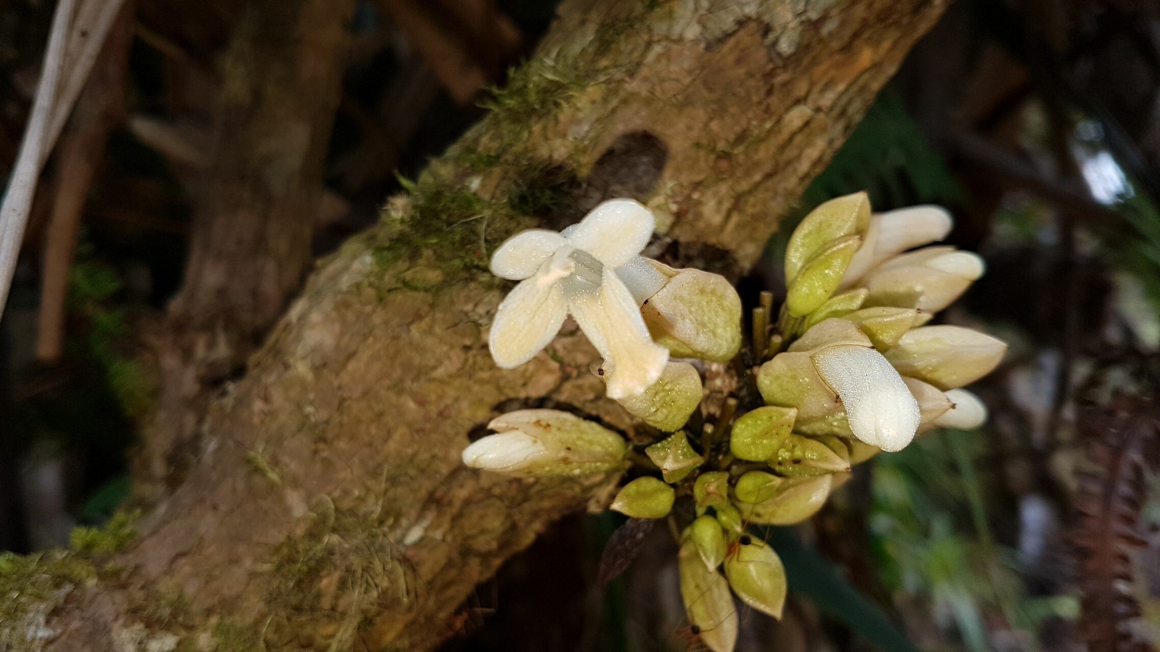 Oxera sessilifolia flower