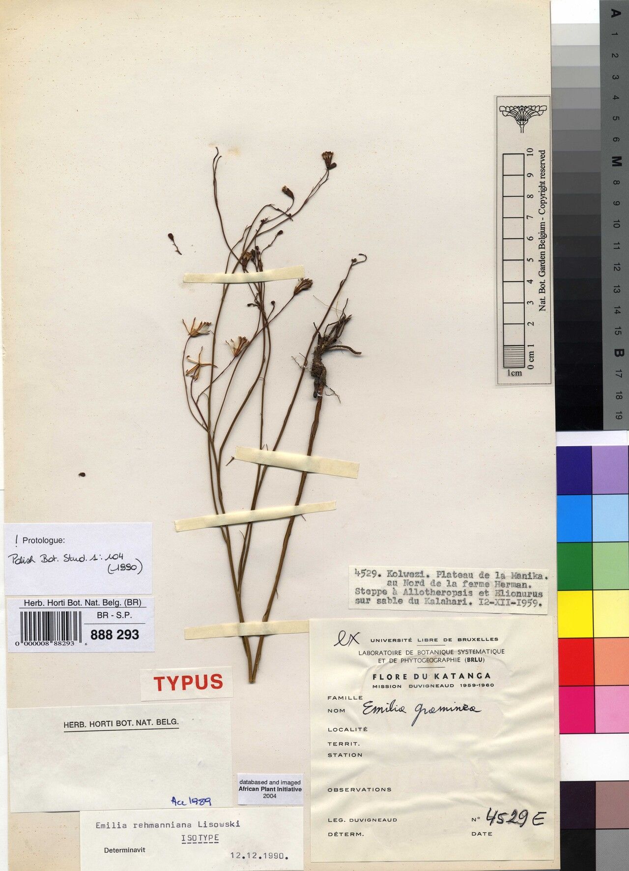 Emilia rehmanniana — houseplant care guide