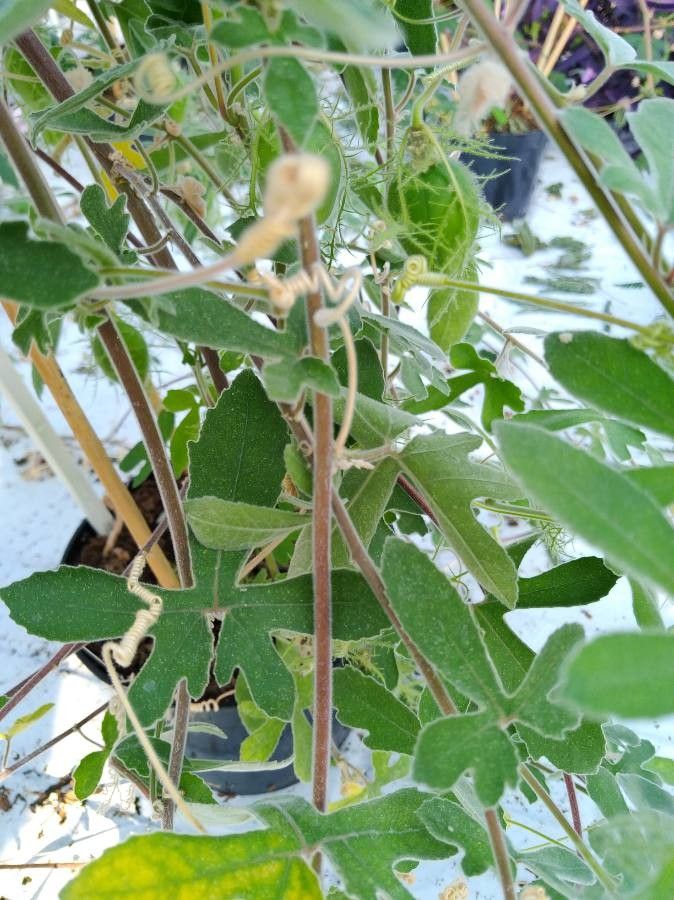 Passiflora arida — houseplant care guide