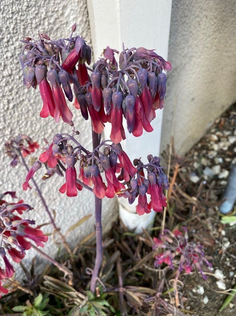 Kalanchoe × flaurantia — houseplant care guide