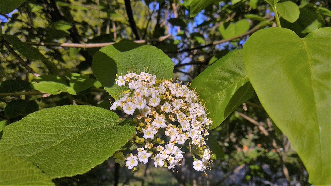 Viburnum glomeratum flower