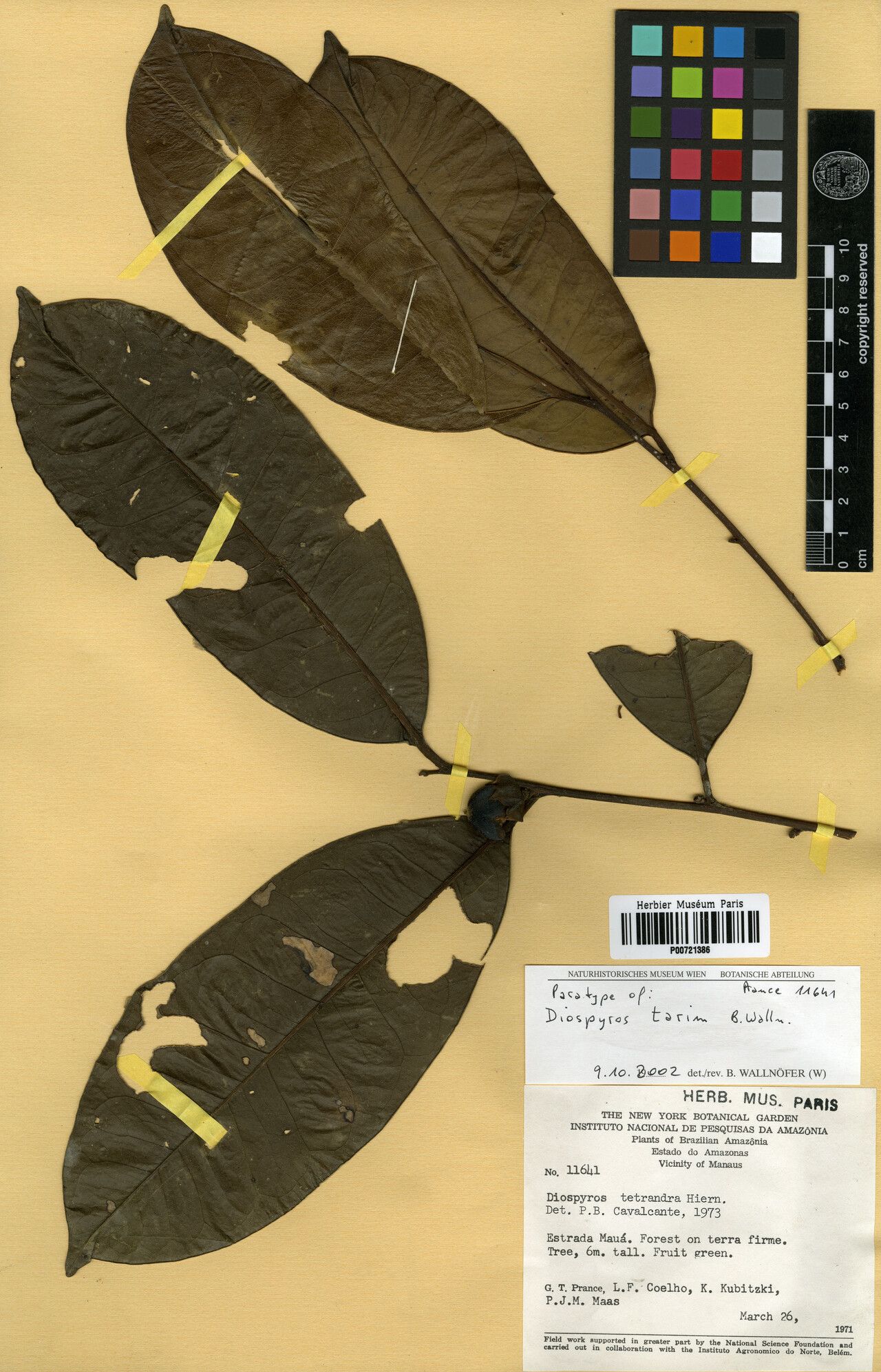 Diospyros tarim — houseplant care guide