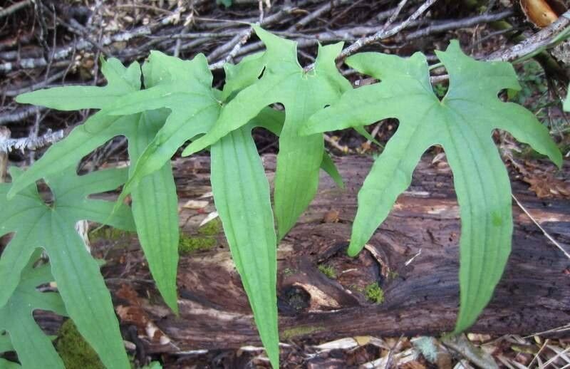 Dioscorea brachybotrya — search result for 'Dioscorea'