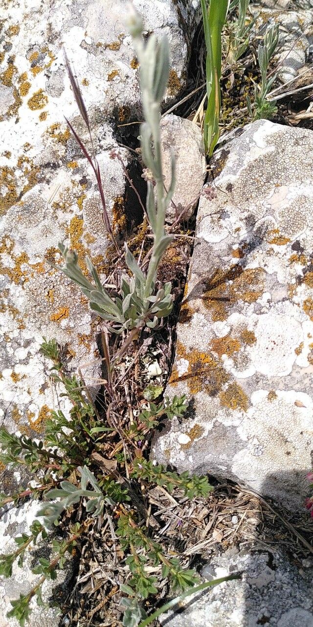 Xeranthemum inapertum leaf