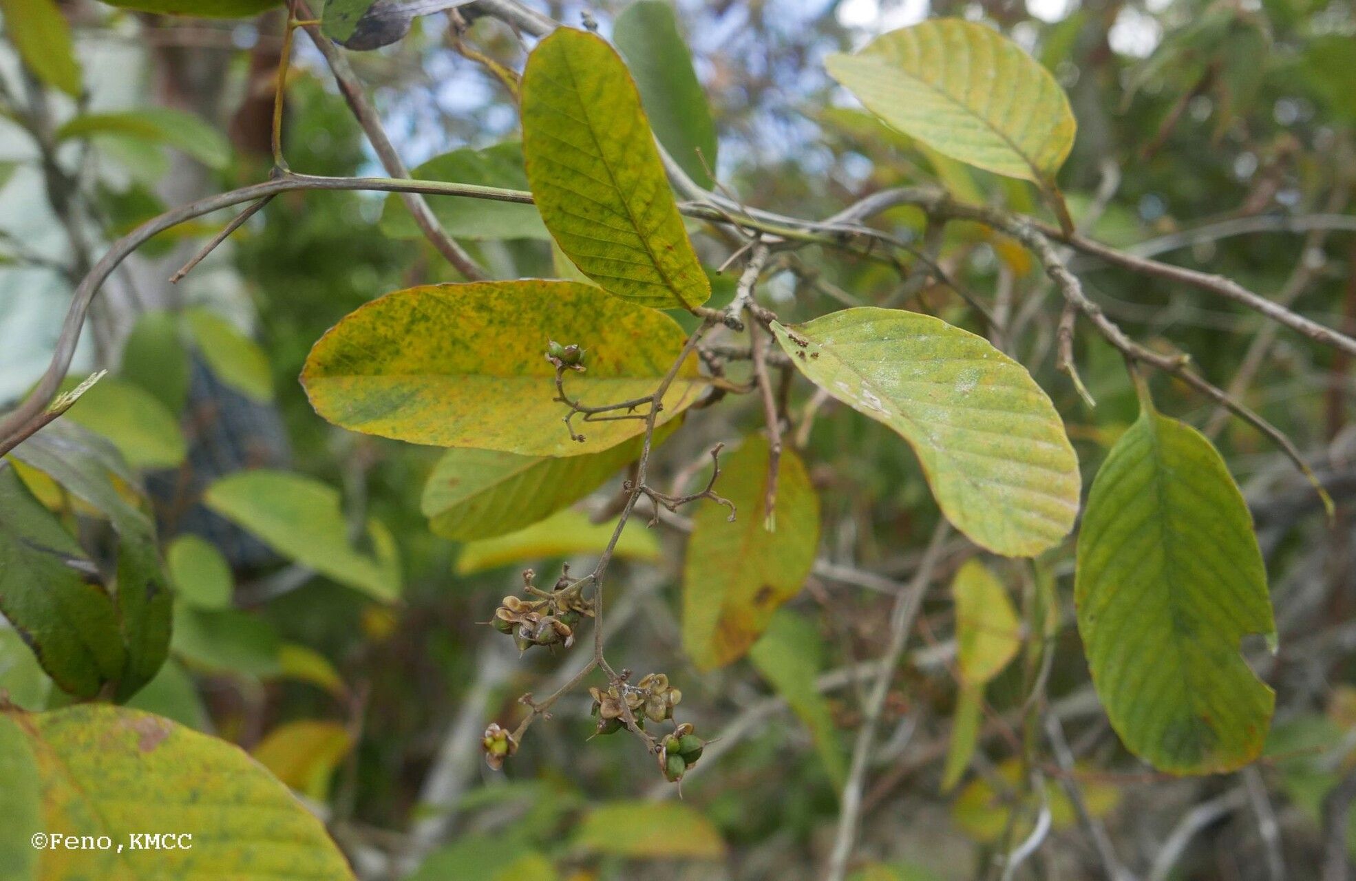 Tetracera madagascariensis — houseplant care guide