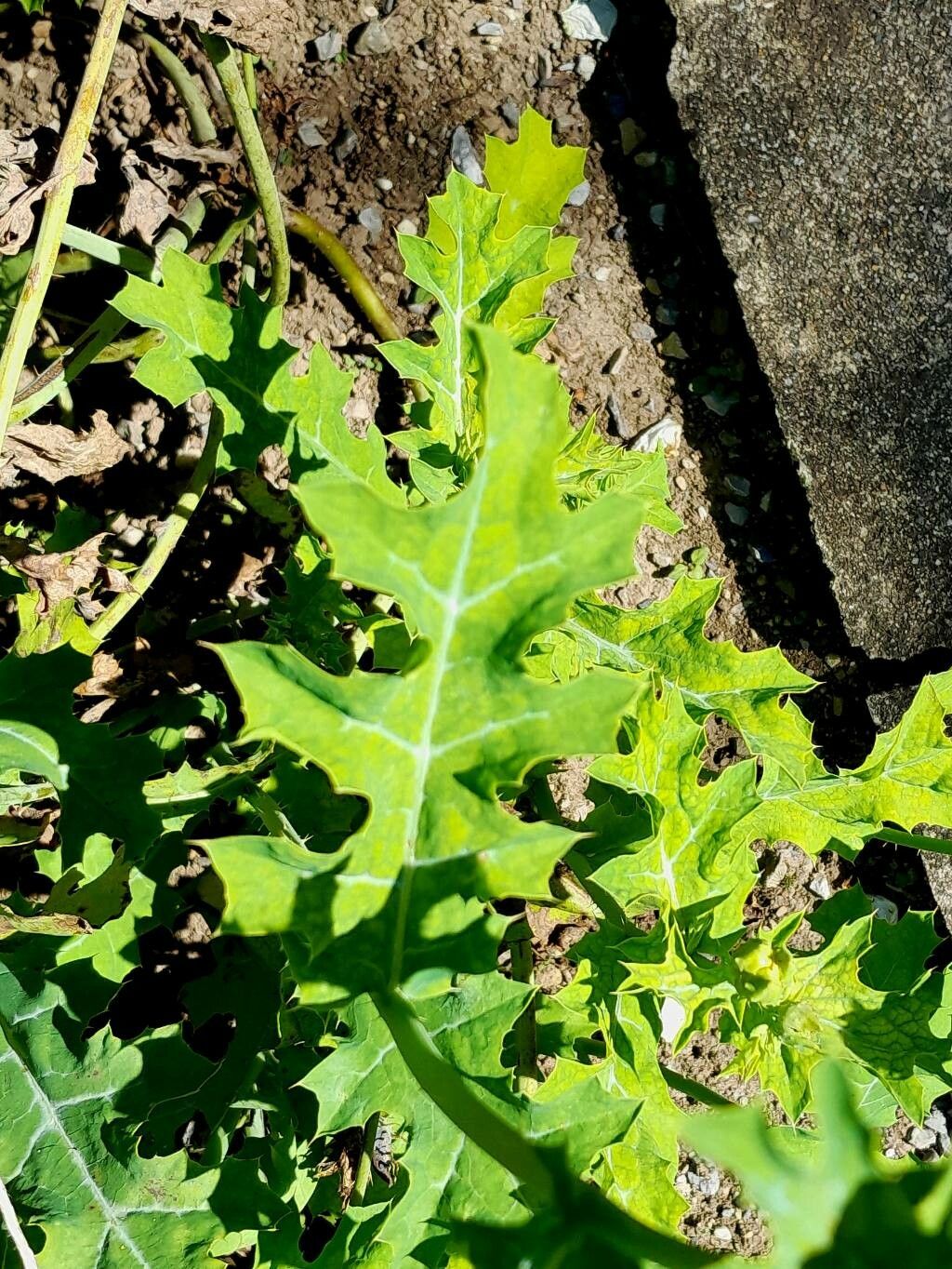 Argemone polyanthemos — search result for 'Papaveraceae'