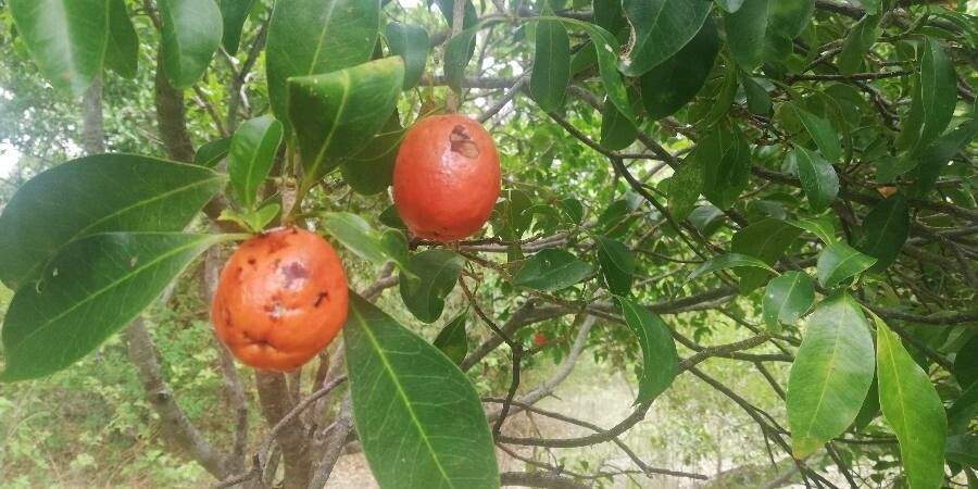 Fontainea pancheri fruit