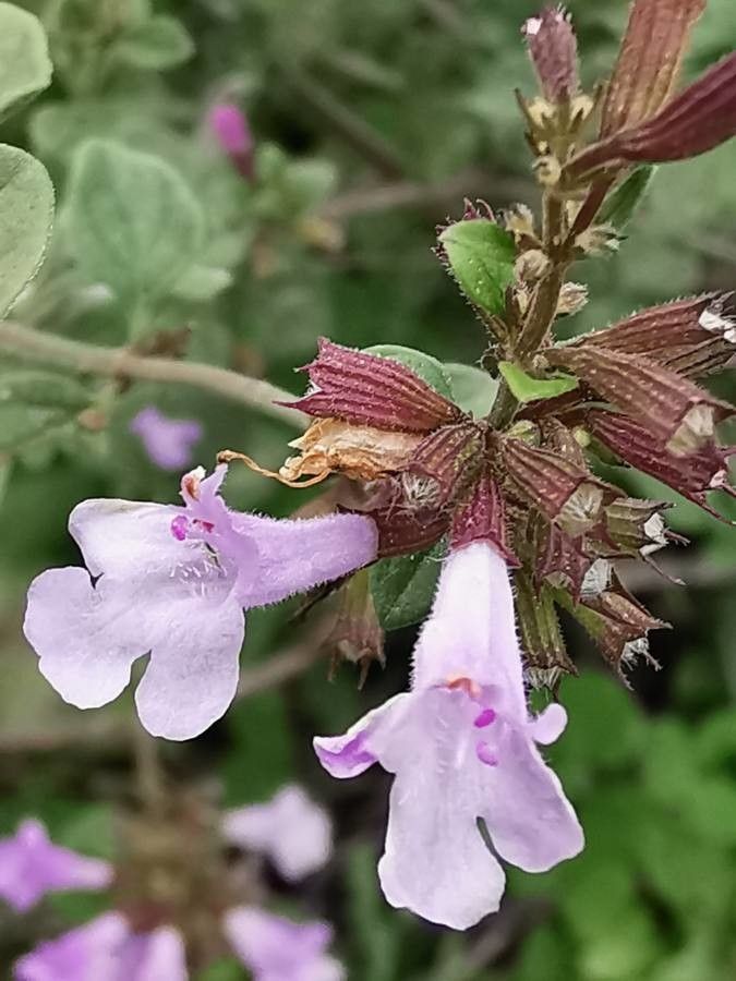 Calamintha nepeta flower