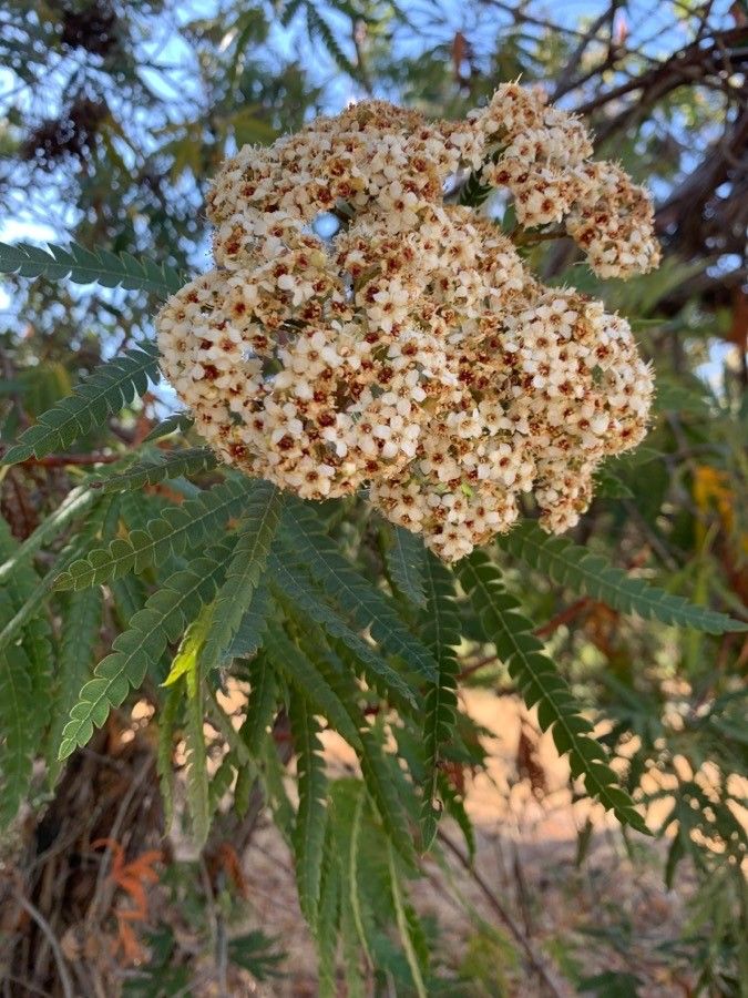Olneya tesota flower