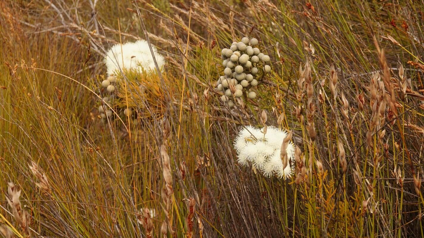 Berzelia albiflora flower