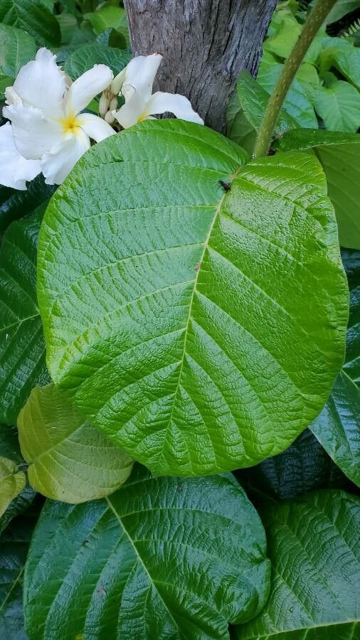 Chonemorpha fragrans leaf
