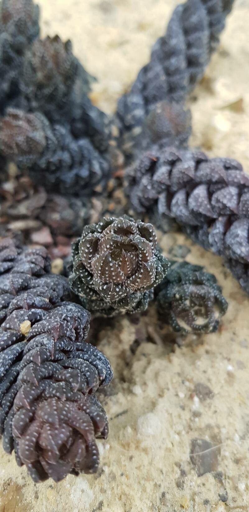 Haworthia springbokvlakensis — pet friendly houseplant