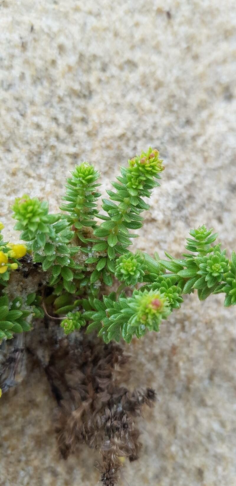 Galium arenarium — search result for 'Galium'