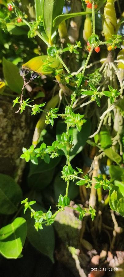 Galium porrigens — search result for 'Rubiaceae'