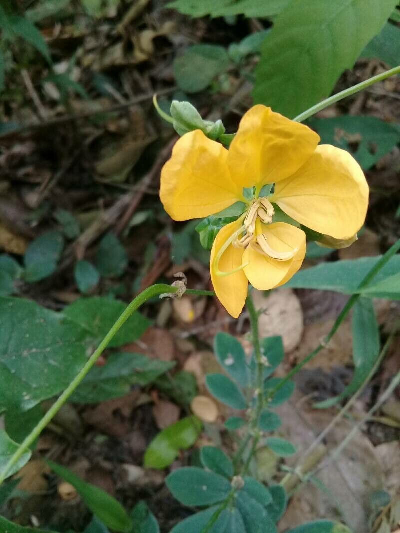 Senna cobanensis — search result for 'Senna'