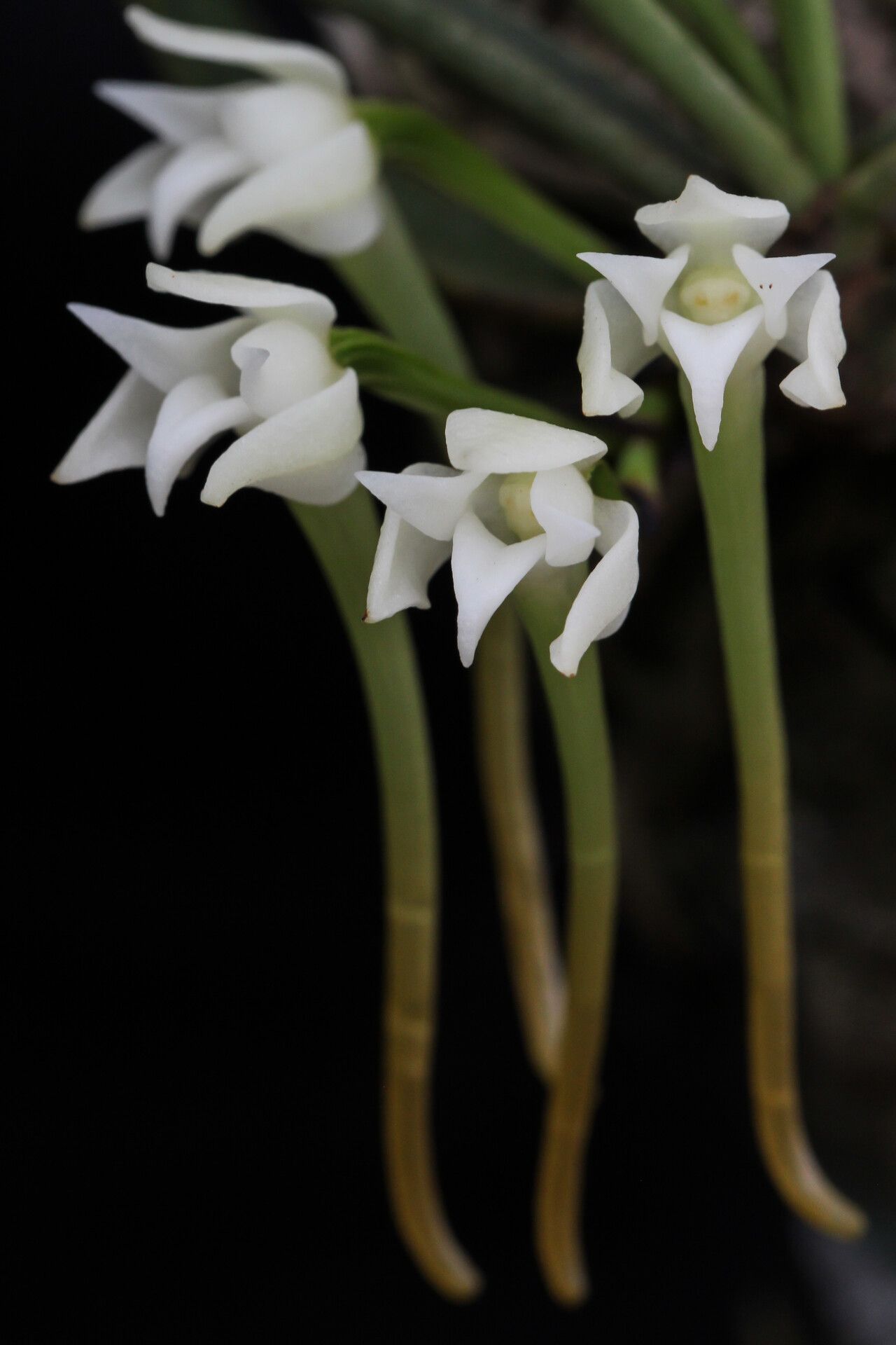 Cyrtorchis henriquesiana flower