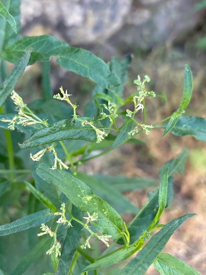 Heliotropium messerschmidioides flower
