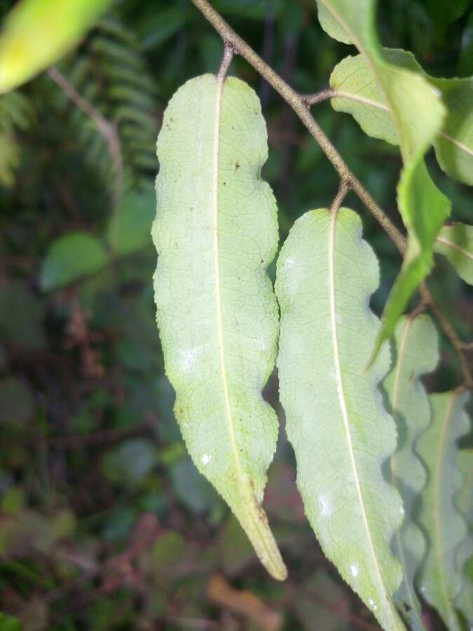 Mabea subsessilis leaf